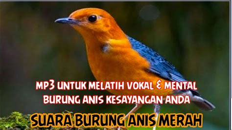 Suara Burung Anis Merah Anis Cacing Youtube