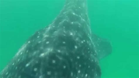 Swimming With Mexico S Whale Sharks Yucatan Peninsula Ecotourism