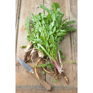 Dandelion Root Taraxacum Officinale L HealthEmbassy