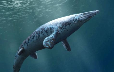 Así Es La Nueva Especie De Mosasaurio La Bestia Marina Prehistórica