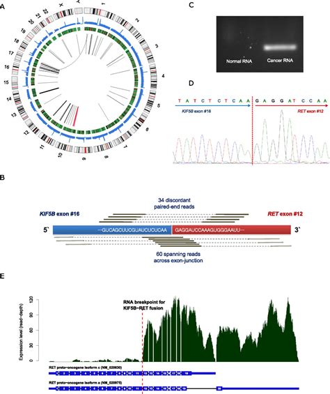 A Transforming KIF5B And RET Gene Fusion In Lung Adenocarcinoma