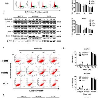 Rhein Induces S Phase Cell Cycle Arrest And Apoptosis In Crc Cells