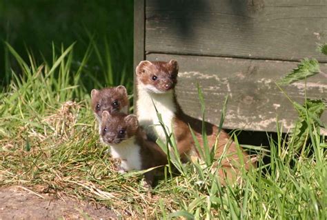 Jennifer Tetlow - Stone Sculpture Journal: Stoat Family