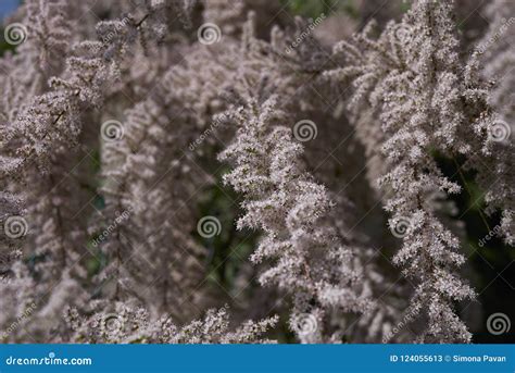 Pink Flowers of Tamarix Gallica Tree Stock Image - Image of flowers ...