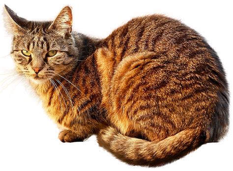 Download Tabby Cat Sitting Transparent Backgroundpng