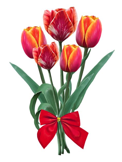 Free Bouquet Of Red Tulips Flowers Drawn Illustration 14401574 Png