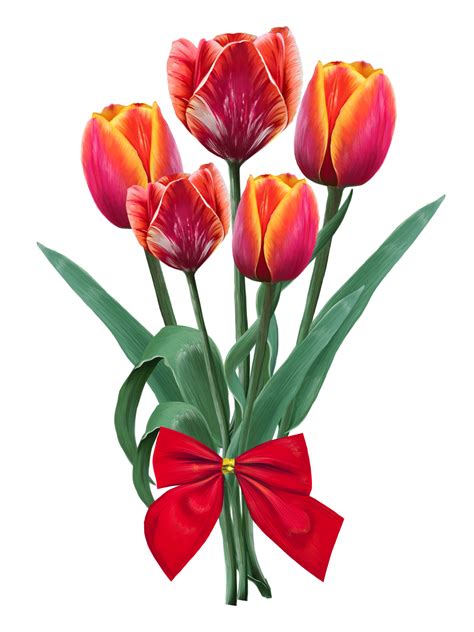 Free bouquet of red tulips, flowers drawn illustration 14401574 PNG with Transparent Background