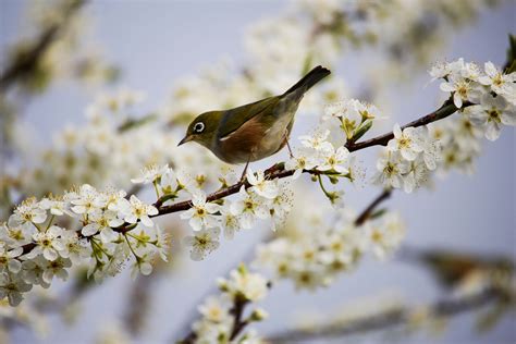 Kostenlose Foto Baum Natur Ast Bl Hen Vogel Pflanze Wei Blume