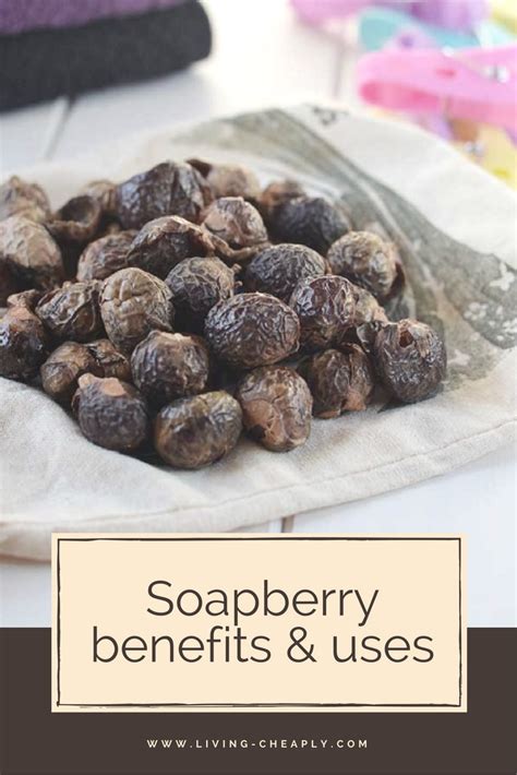 Review of Soapberry Benefits & Uses | Living Cheaply