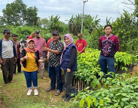 Pemkab Pt Bbp Dan Pt Mas Bersama Petani Siap Kembangkan Komoditi