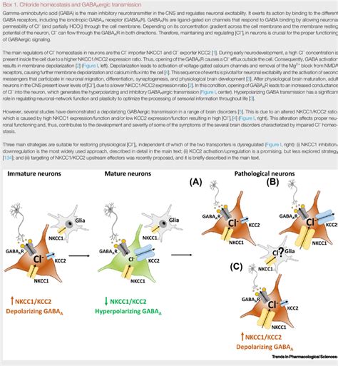 Nkcc And Kcc Expression In Physiological And Pathological Conditions