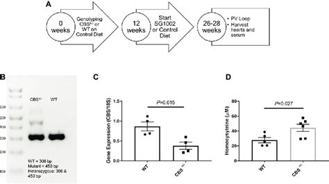 Experimental Design And Validation Of Hhcy In Cbs − Mice A Download Scientific Diagram