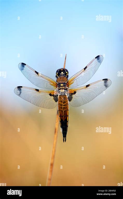 Four Spotted Chaser Dragonfly Libellula Quadrimaculata Drying Its