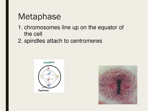 Lesson Objectives—cell Cycle Ppt Download