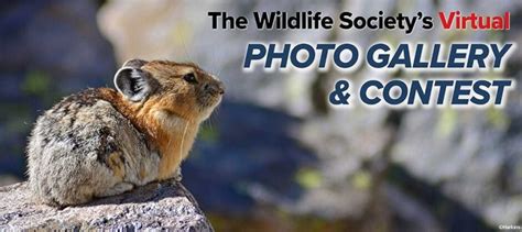 Wildlife photo contest registration now open - The Wildlife Society