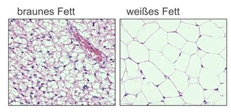 Lipide Und Fettstoffwechsel Karteikarten Quizlet