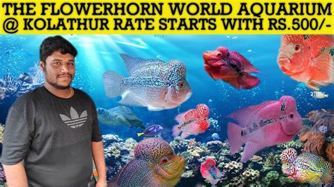 Kolathur Fish Market The Flowerhorn World Shop In Chennai Rate Starts