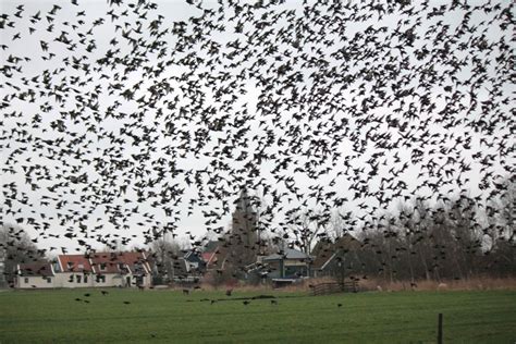 Vroege Vogels Foto Vogels Duizenden Spreeuwen