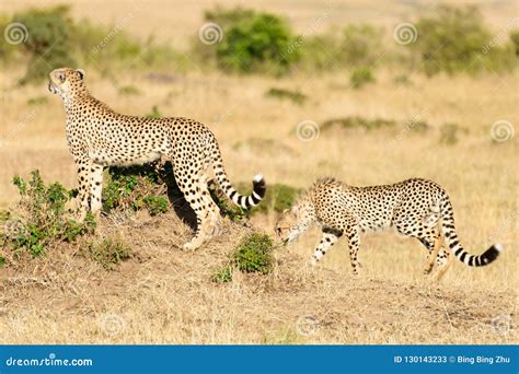 Cheetah Tail