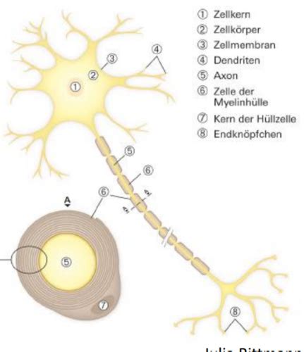 Nervensystem Karteikarten Quizlet