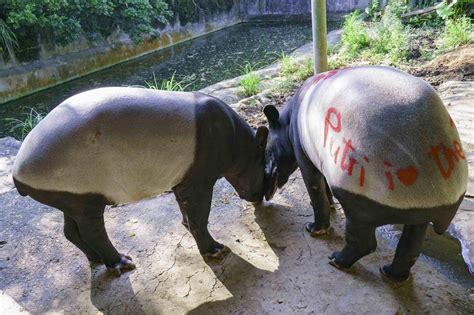 北市動物園馬來貘「跨國配對」 屁股抹「發情蠟筆」追蹤恩愛痕跡 Ettoday寵物雲 Ettoday新聞雲