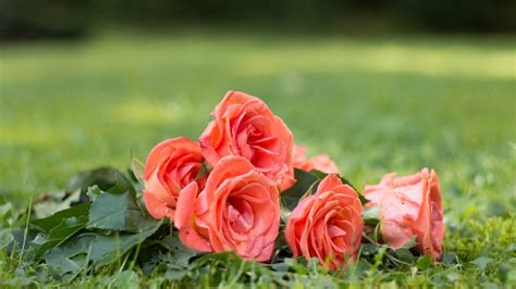 Fondos de pantalla Rosas rosadas pétalos gotas de agua hierba