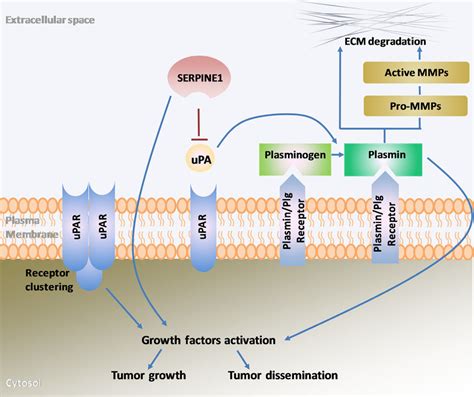 Schematic Representation Of The Main Components Of The Plasminogen Download Scientific Diagram