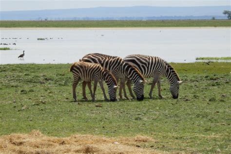 Amboseli National Park Safari Alderley Tours Travel