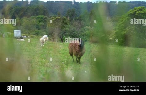 Sheep Baaing Stock Videos And Footage Hd And 4k Video Clips Alamy