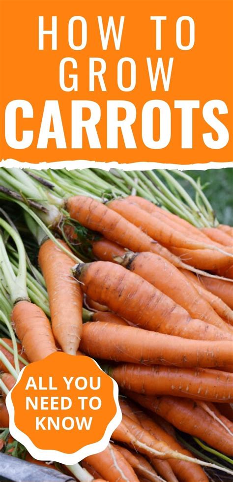 How To Grow Carrots From Seed To Harvest Veg Garden Easy Garden