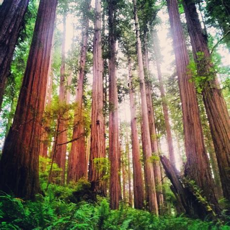 Jedediah Smith Redwoods – Camp. Hike. Enjoy Life