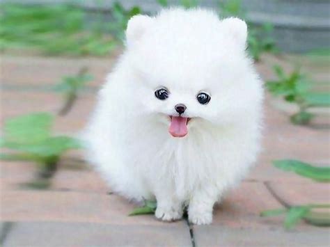 Cute Baby Pomeranian Puppies