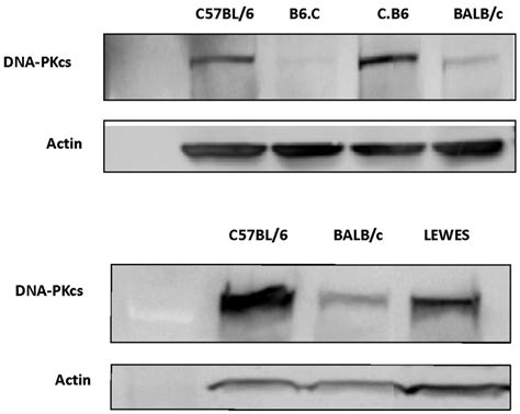 Dna Pkcs Protein Expression As A Function Of Genotype The Cb6