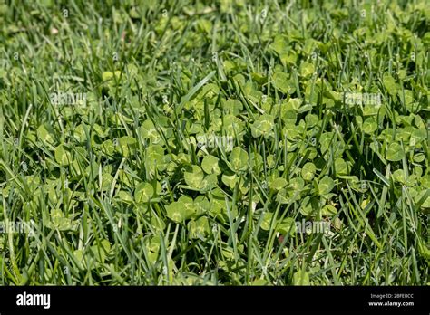 Clover Weeds Growing In Grass Of Yard Home Lawncare Maintenance And Weed Control Concept Stock