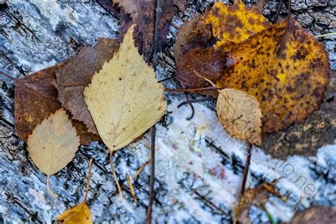 Kuva Syksyn lehtiä koivun rungolla koivunlehti koivu pudonnut lehti