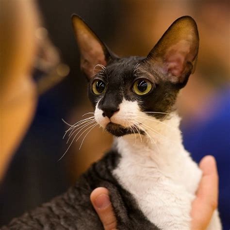 Cornish Rex Kedisi Ozellikleri Ve Bakimi Pet Htiya Blog