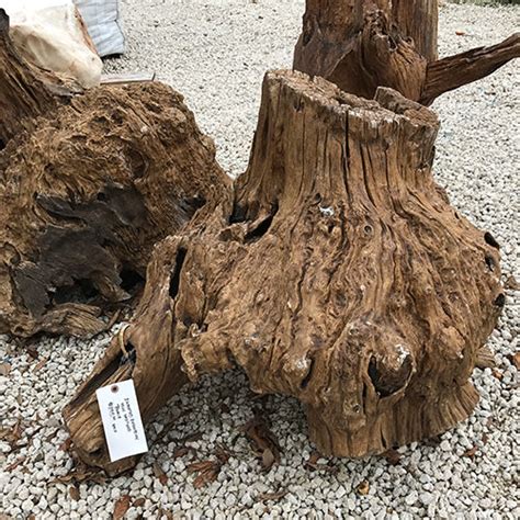 Teak Roots For Sale Shop Cityofclovis Org