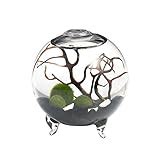 Modern Globe Manzanita Forest Moss Terrarium