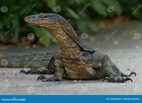 Monitor De água Asiático Do Varanus Do Salvator Monitor De água Comum