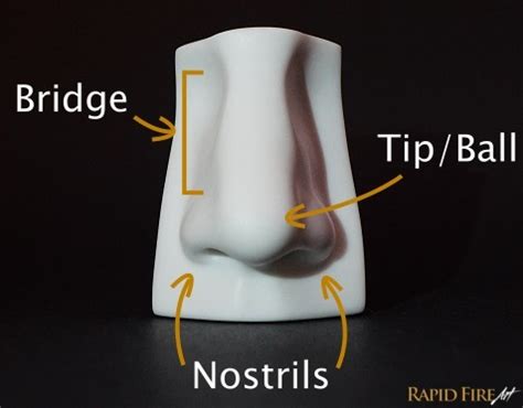 How To Draw A Nose From The Front Easy Steps Rapidfireart