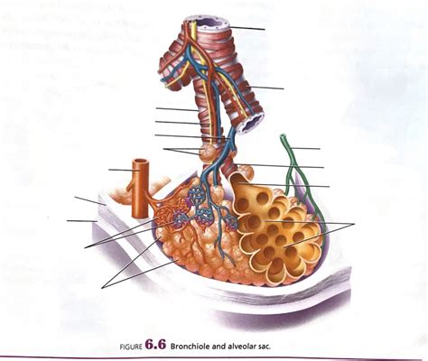 Fig 6 6 Bronchiole And Alveolar Sac Diagram Quizlet