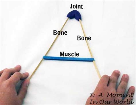 Human Body Bones Joints And Muscles Human Body Activities Human