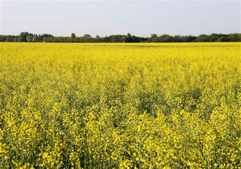 New canola varieties for the 2020 crop year - Grainews