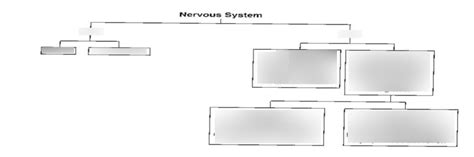 Neuro Exam 1 Nervous System Diagram Diagram Quizlet