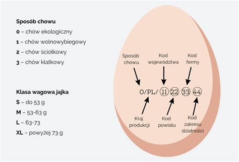 Zdrowie wykluwa się z jajka ale jak zdrowe są jajka