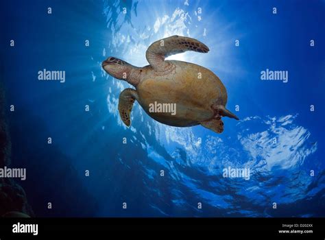 Green Sea Turtle Chelonia Mydas Swimming Over A Coral Reef Coral Sea