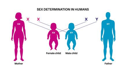 Sex Determination In Humans Royalty Free Vector Image