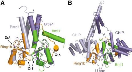 Structural Comparison Of Ring1b Bmi1 With Ring And U Box Dimers A