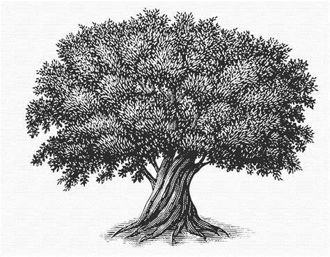 The Tree Illustration Collection By Steven Noble On Behance