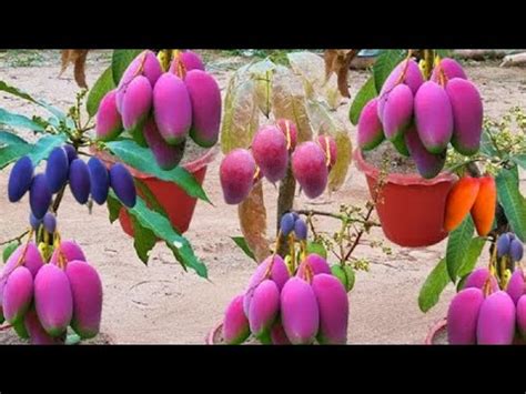 Unique Technique Grafting Mango Tree Using IZE Coca Growing Faster And